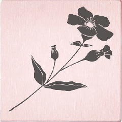 Tampon May & Berry - Fleur sauvage